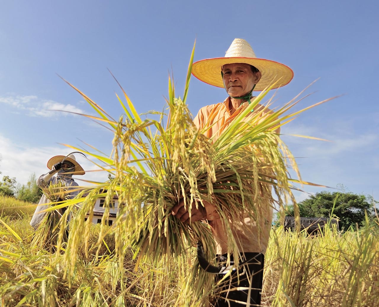 The Dariu Foundation - Man working in the fields - Myanmar