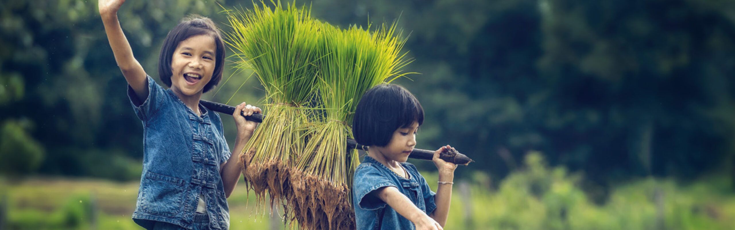 Header Bild - The Dariu Foundation - Annual Reports