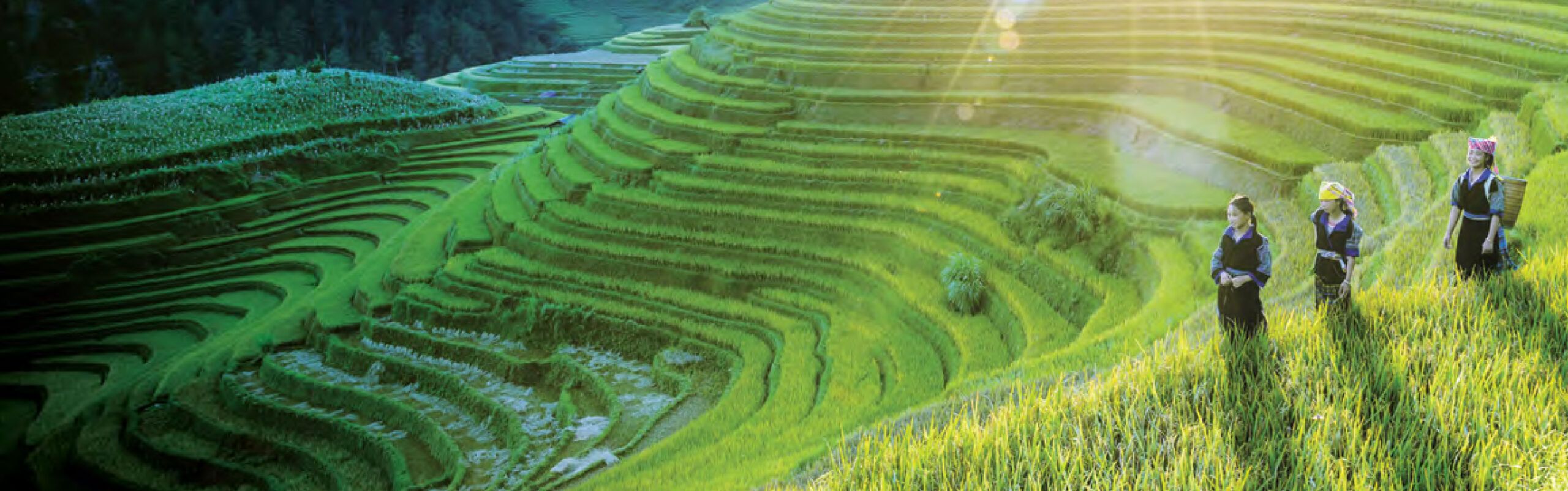 Header - Bild - The Dariu Foundation - Board