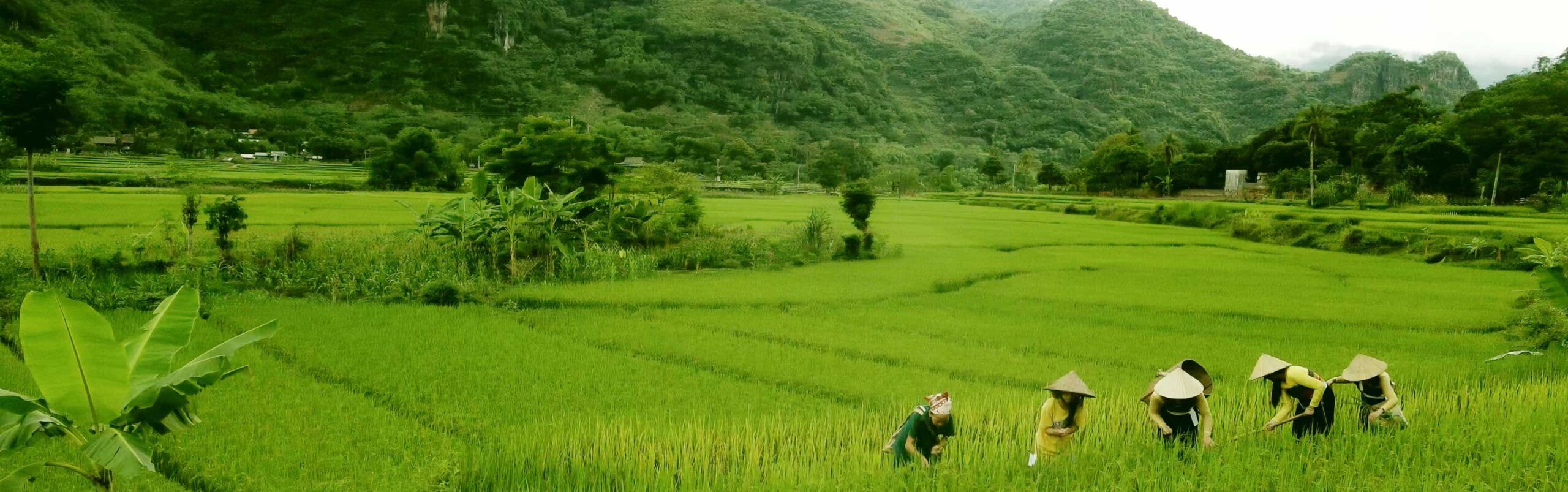 The Dariu Foundation - Header Bild- Digitale Bildung für alle - zwei Kinder im Reisfeld