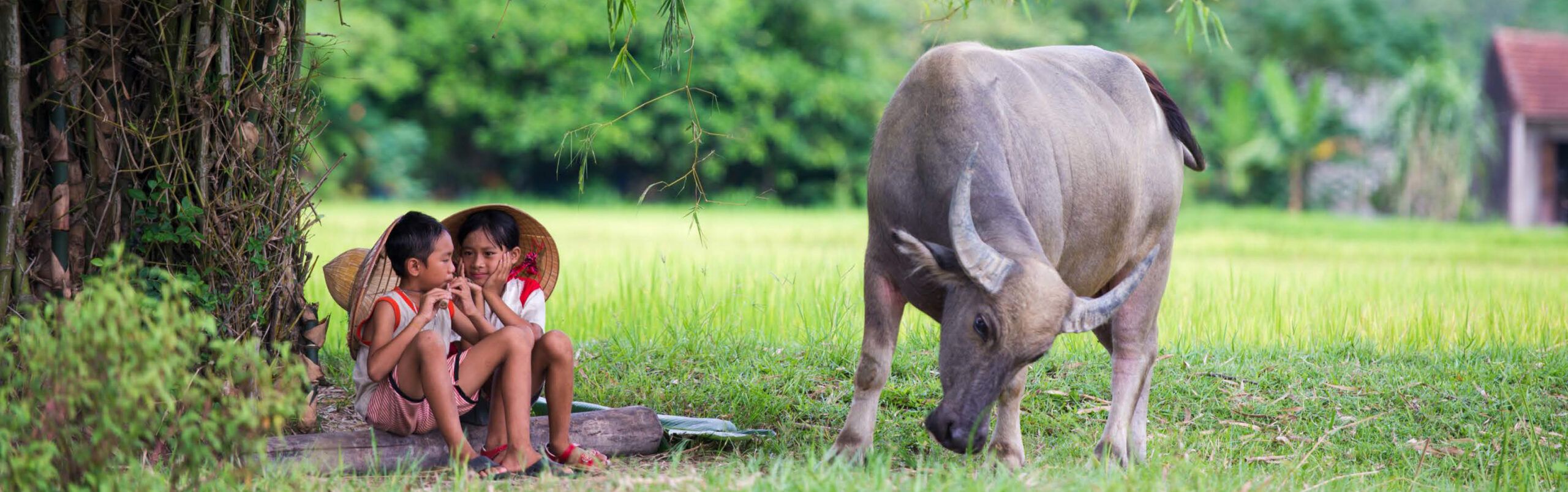 Header Bild - The Dariu Foundation - Myanmar